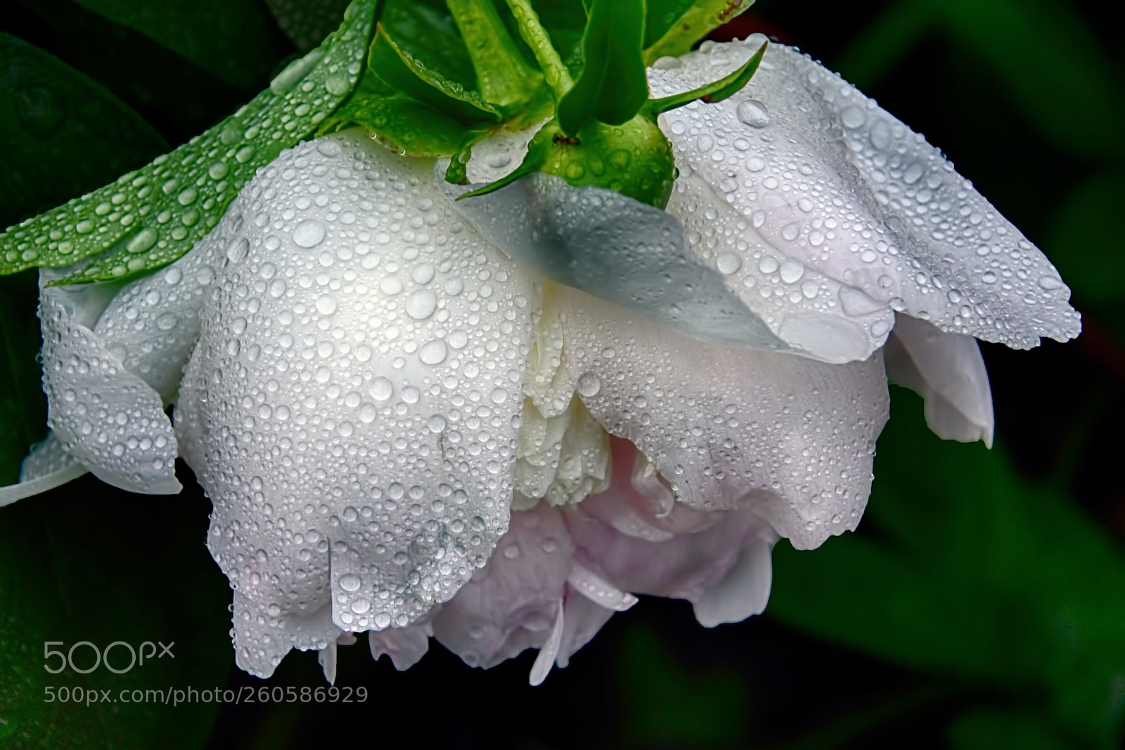 Nikon D7200 sample photo. Rain covered peony photography