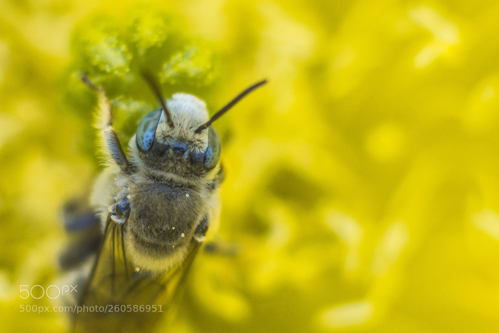 Nikon D7200 sample photo. Bee photography
