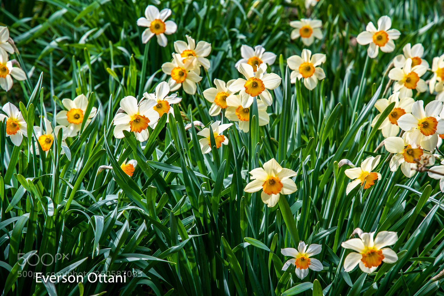 Nikon D500 sample photo. Garden photography