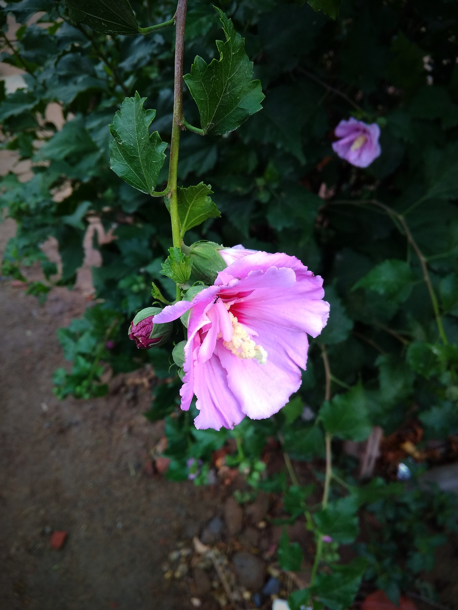 Xiaomi Redmi 4A sample photo. Img_20180603_055814.jpg photography