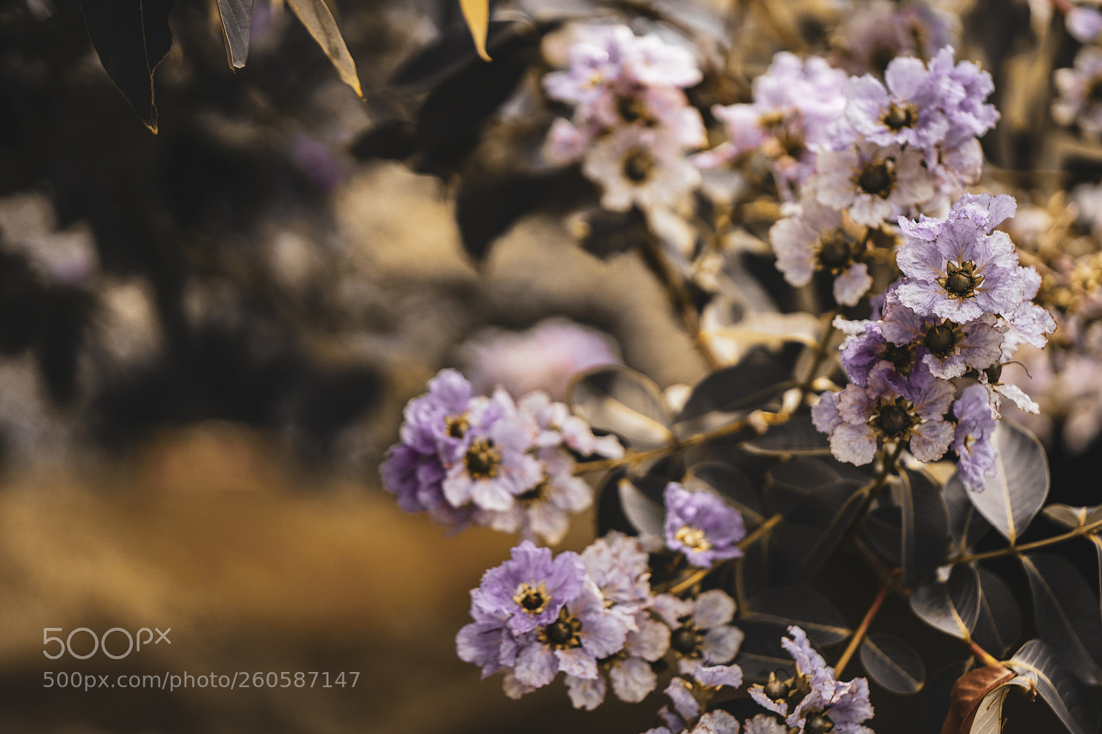 Sony a7 III sample photo. Colorful bright flowers photography