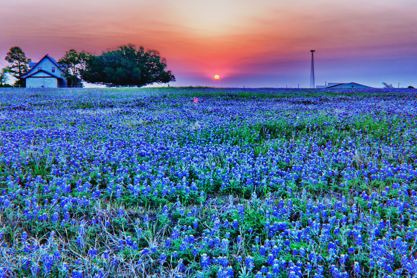 Canon EOS 5D Mark II sample photo. Texas bluebonnets photography