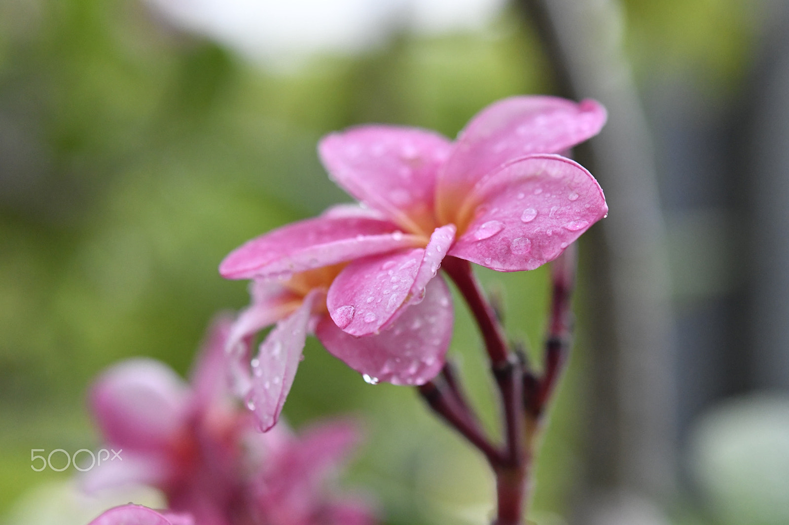 Nikon AF-S Micro-Nikkor 60mm F2.8G ED sample photo. Cayman nature photography