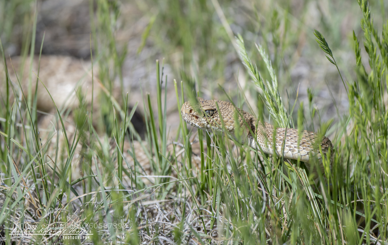 Nikon D500 sample photo. Lurking photography