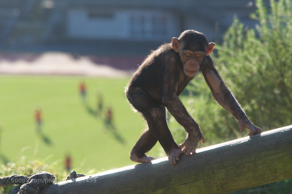 Nikon D600 sample photo. Chimpanzee and football game photography