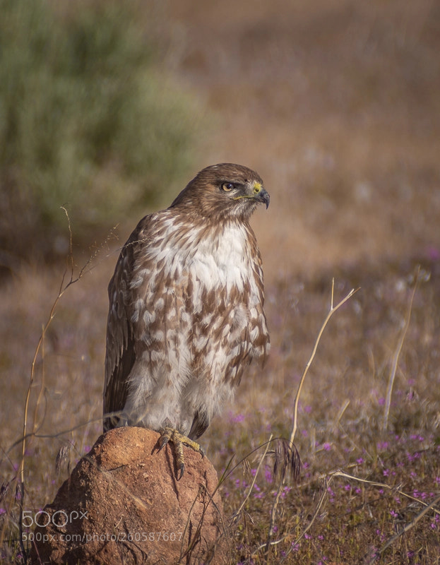 Nikon D7200 sample photo. Red tailed hawk photography
