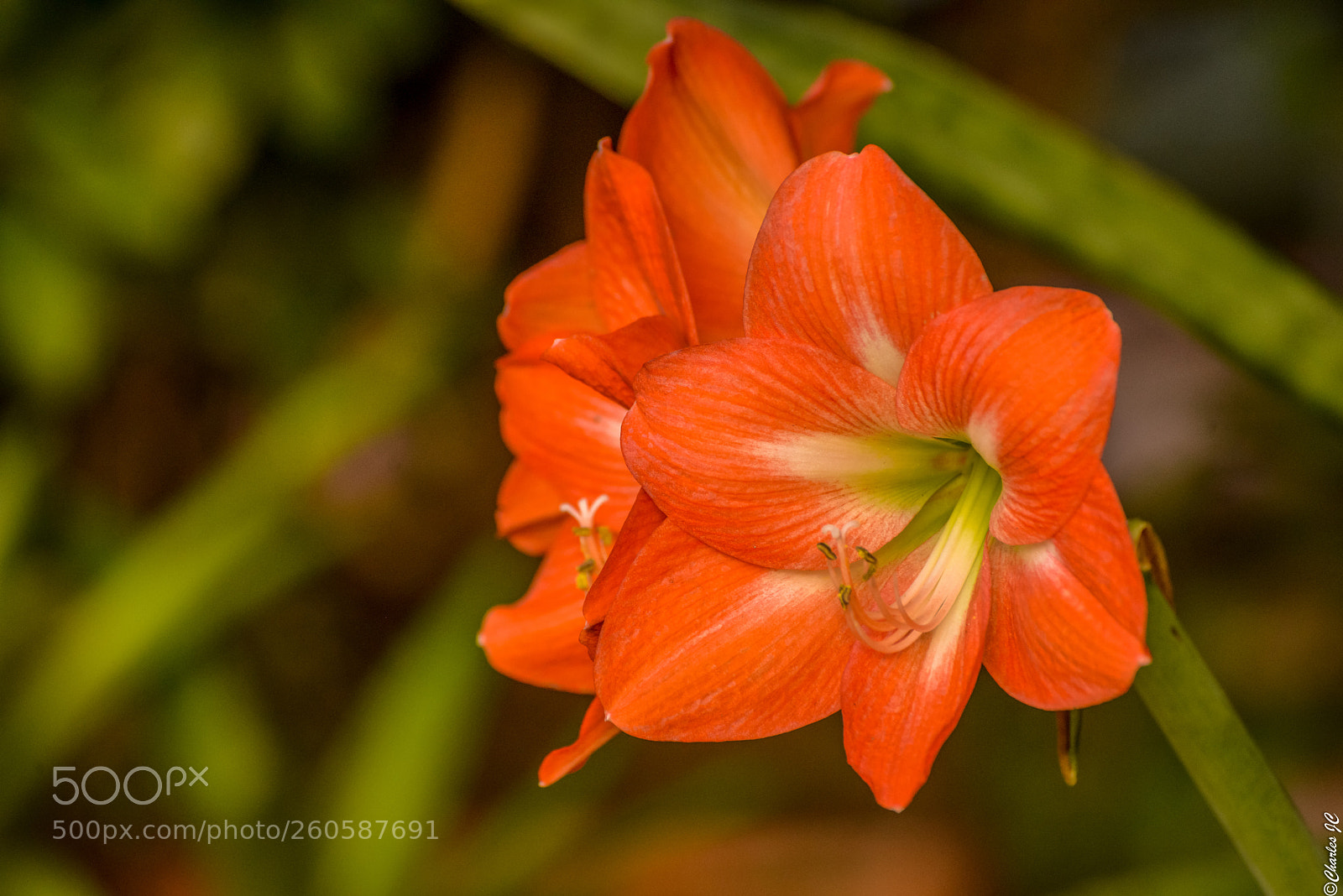 Nikon D800 sample photo. Orange beauty photography