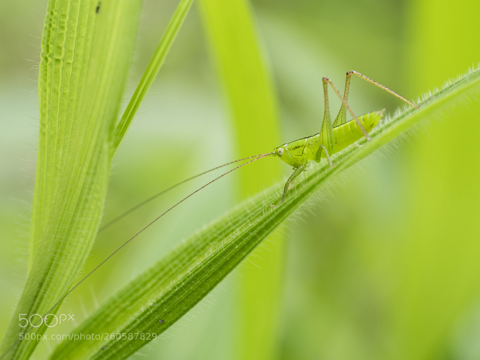 Olympus PEN-F sample photo. Green grasshopper resting in photography