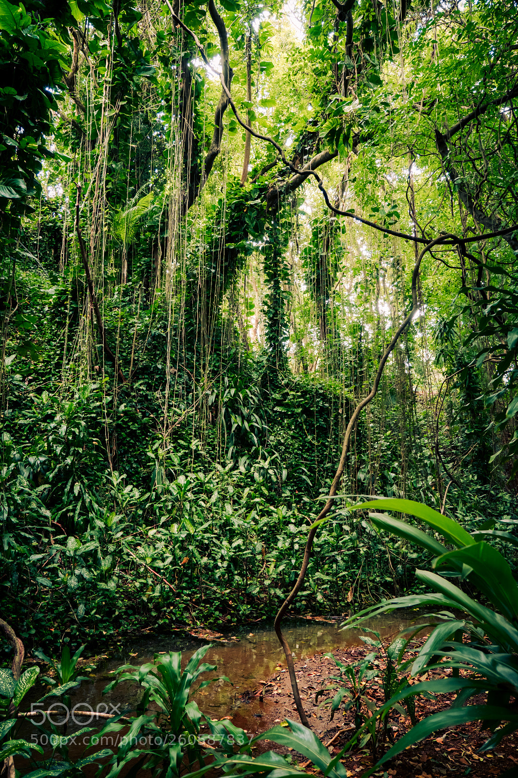 Fujifilm X-H1 sample photo. Jungle photography