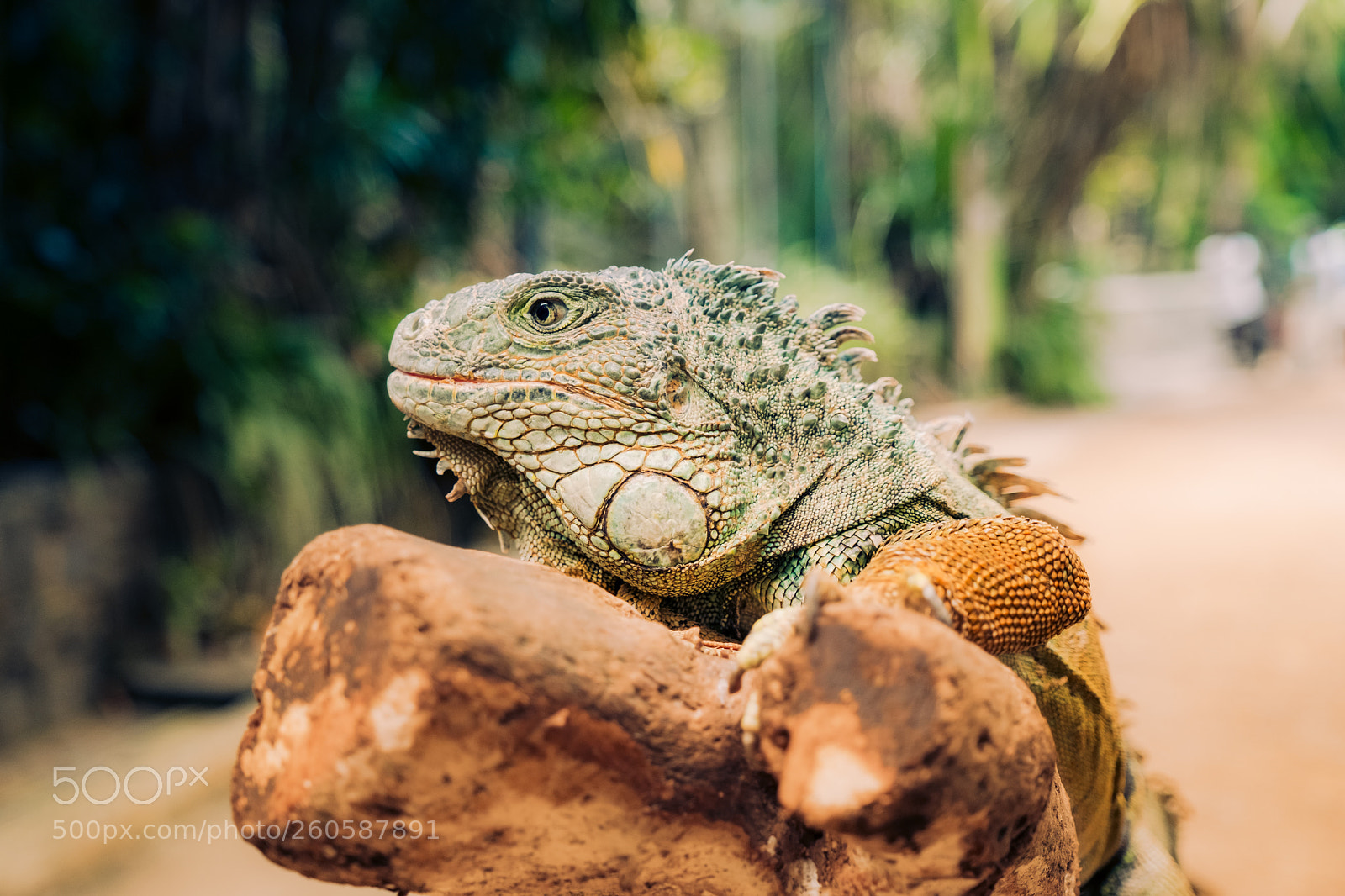 Fujifilm X-H1 sample photo. Iguana portrait photography