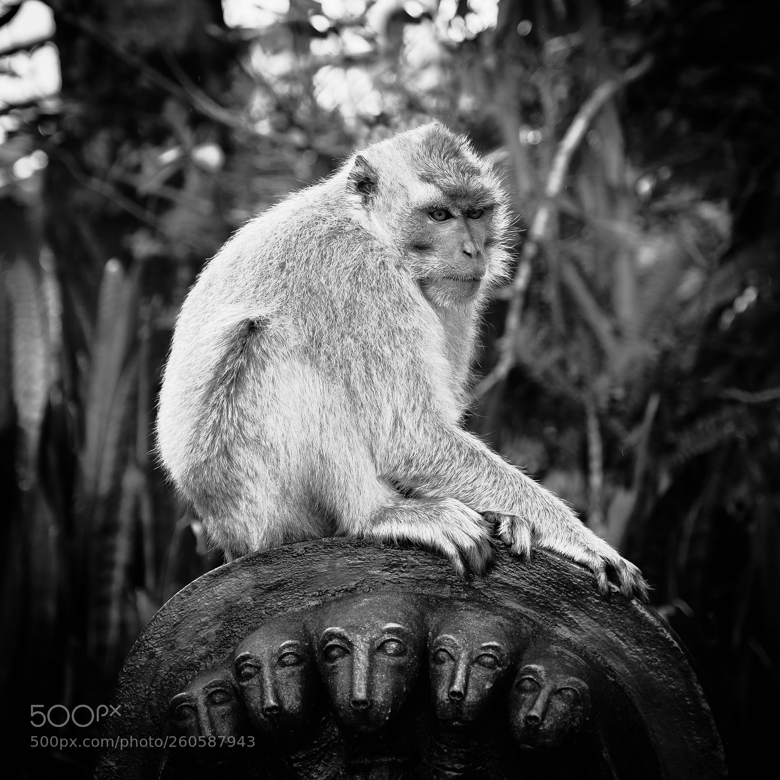Fujifilm X-H1 sample photo. Macaque on sculpture photography