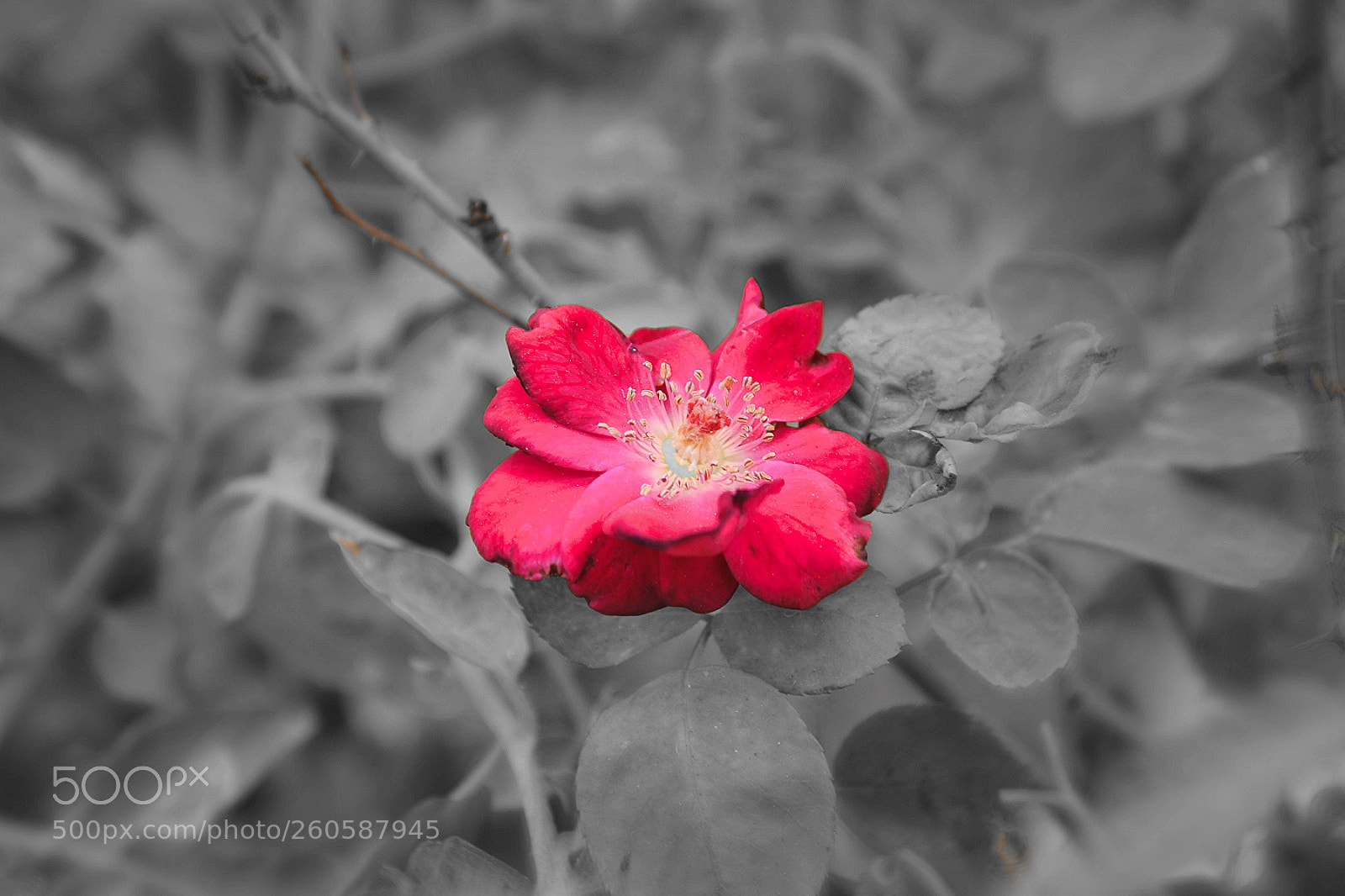 Nikon D3100 sample photo. Red rose ? photography