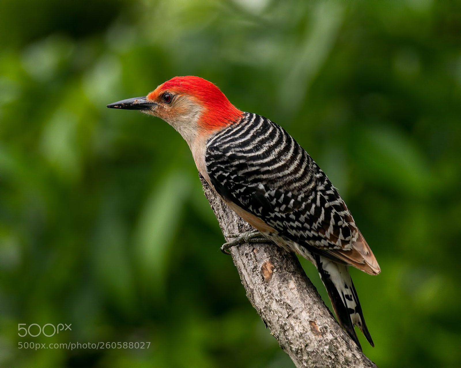 Nikon D850 sample photo. Red bellied woodpecker photography