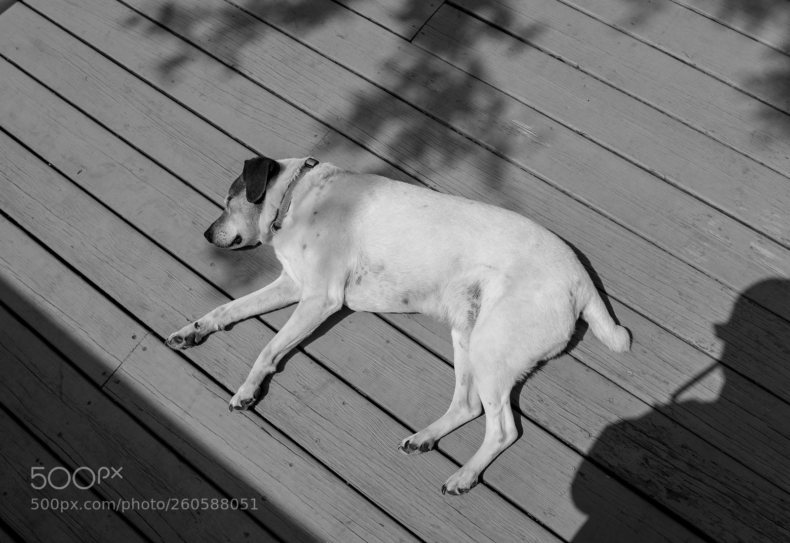 Fujifilm X100T sample photo. Hot dog photography