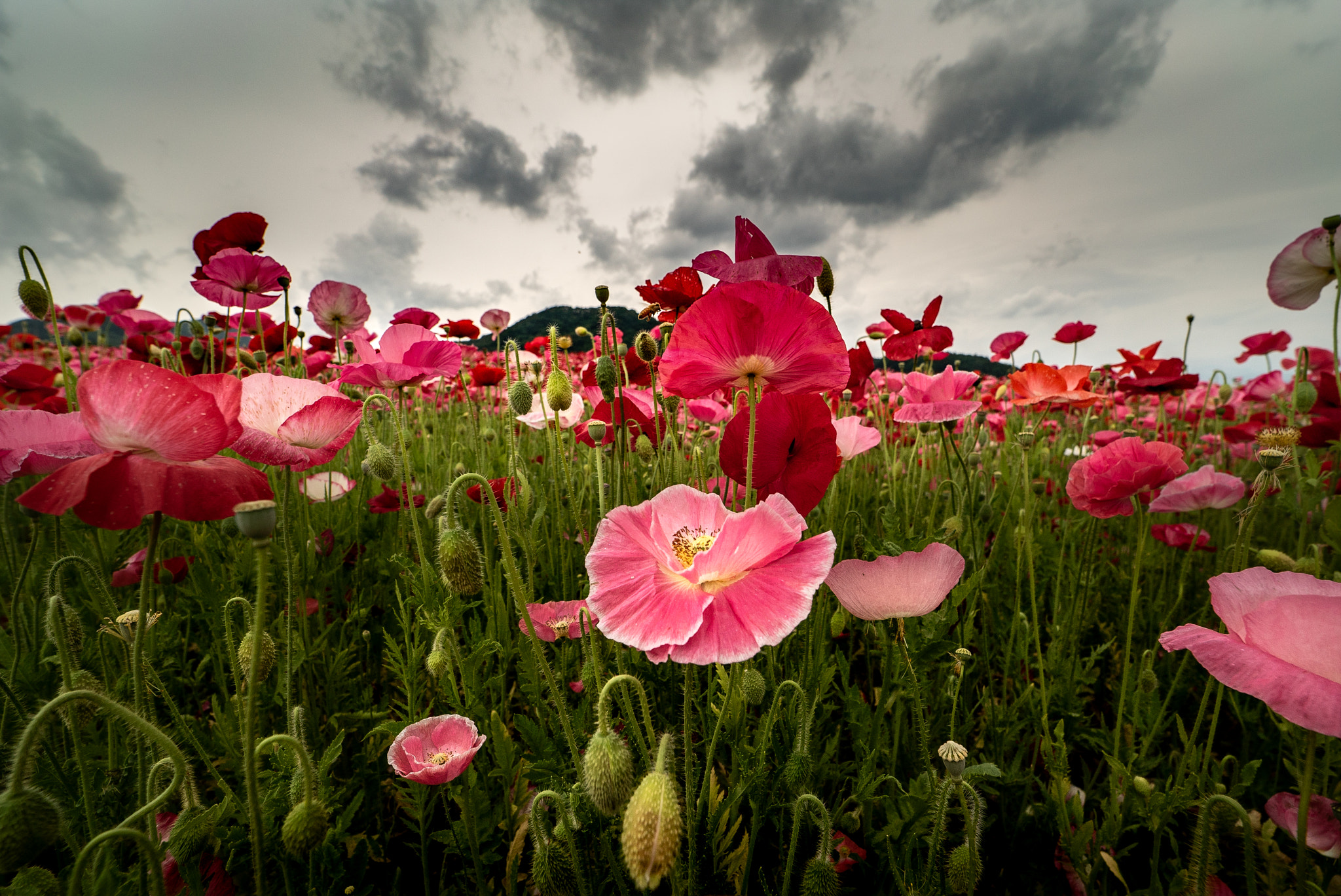 Sony a7S sample photo. Poppy photography