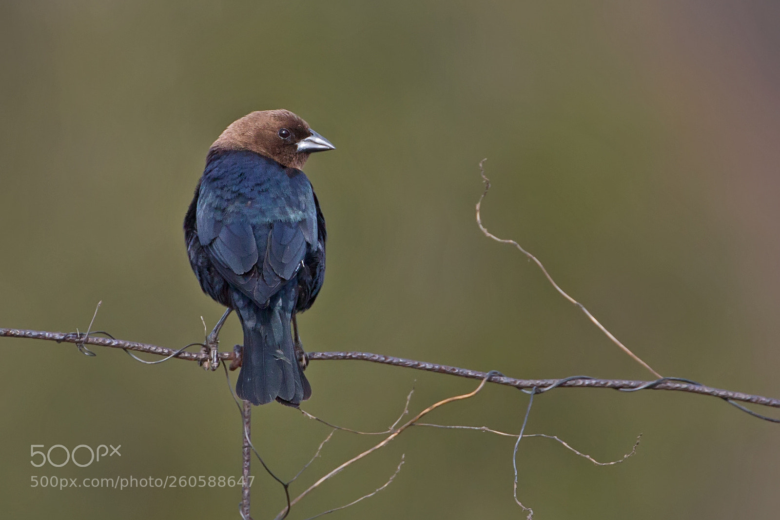 Canon EOS-1D X sample photo. Brown-headed cowbird 1460 photography