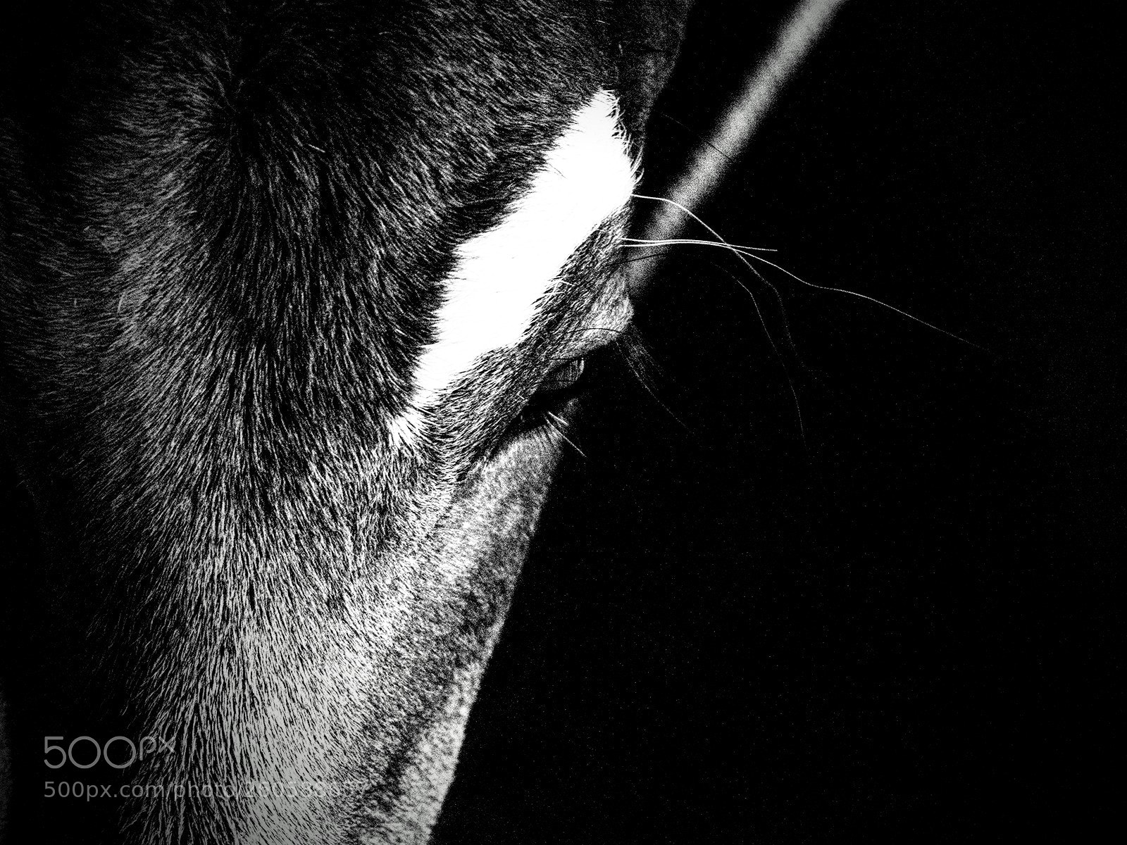 Nikon D3200 sample photo. Calf photography