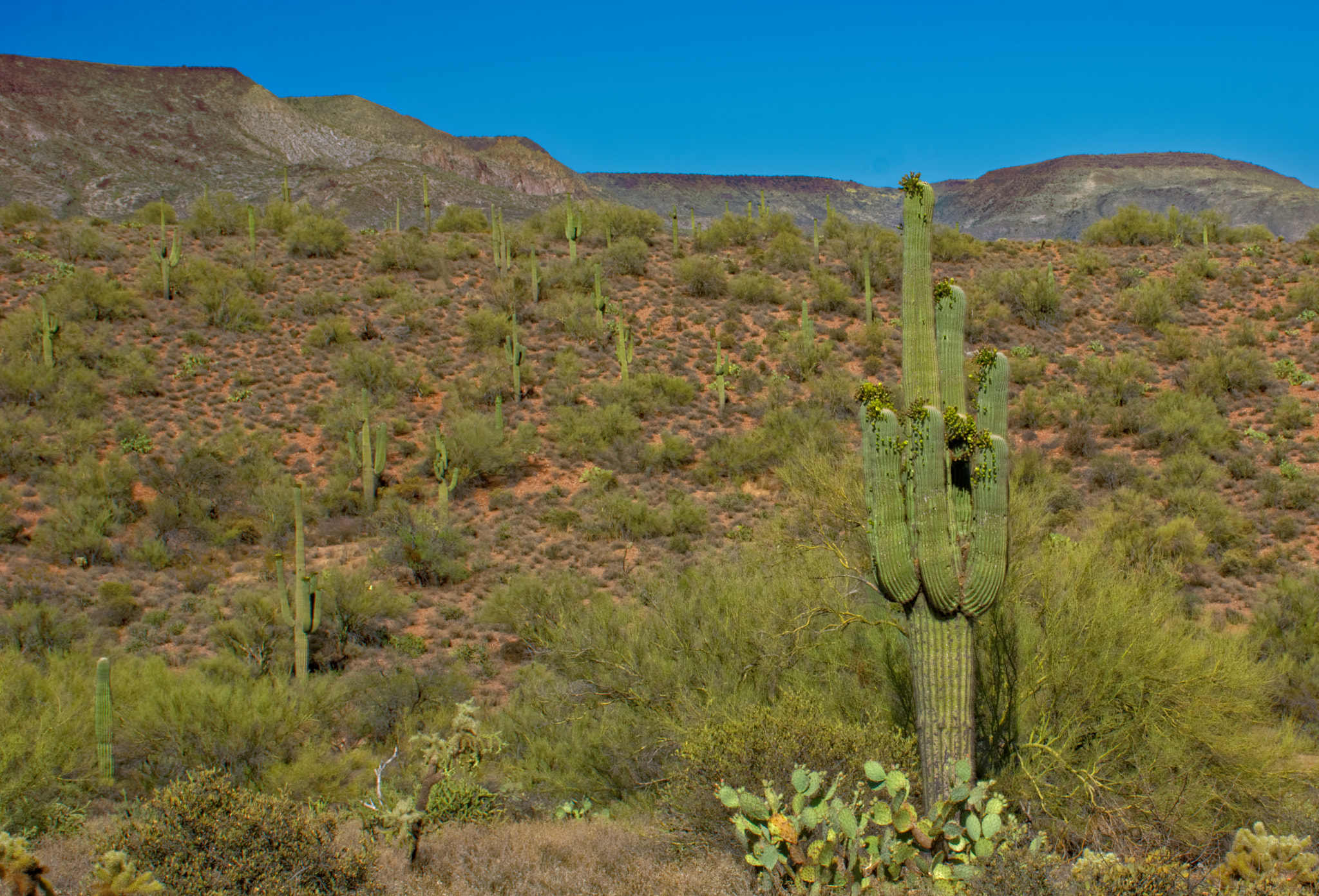 Nikon D7100 sample photo. Saguaro in the desert photography