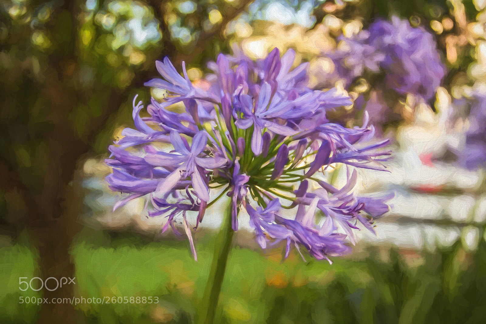 Canon EOS 60D sample photo. Garden photography