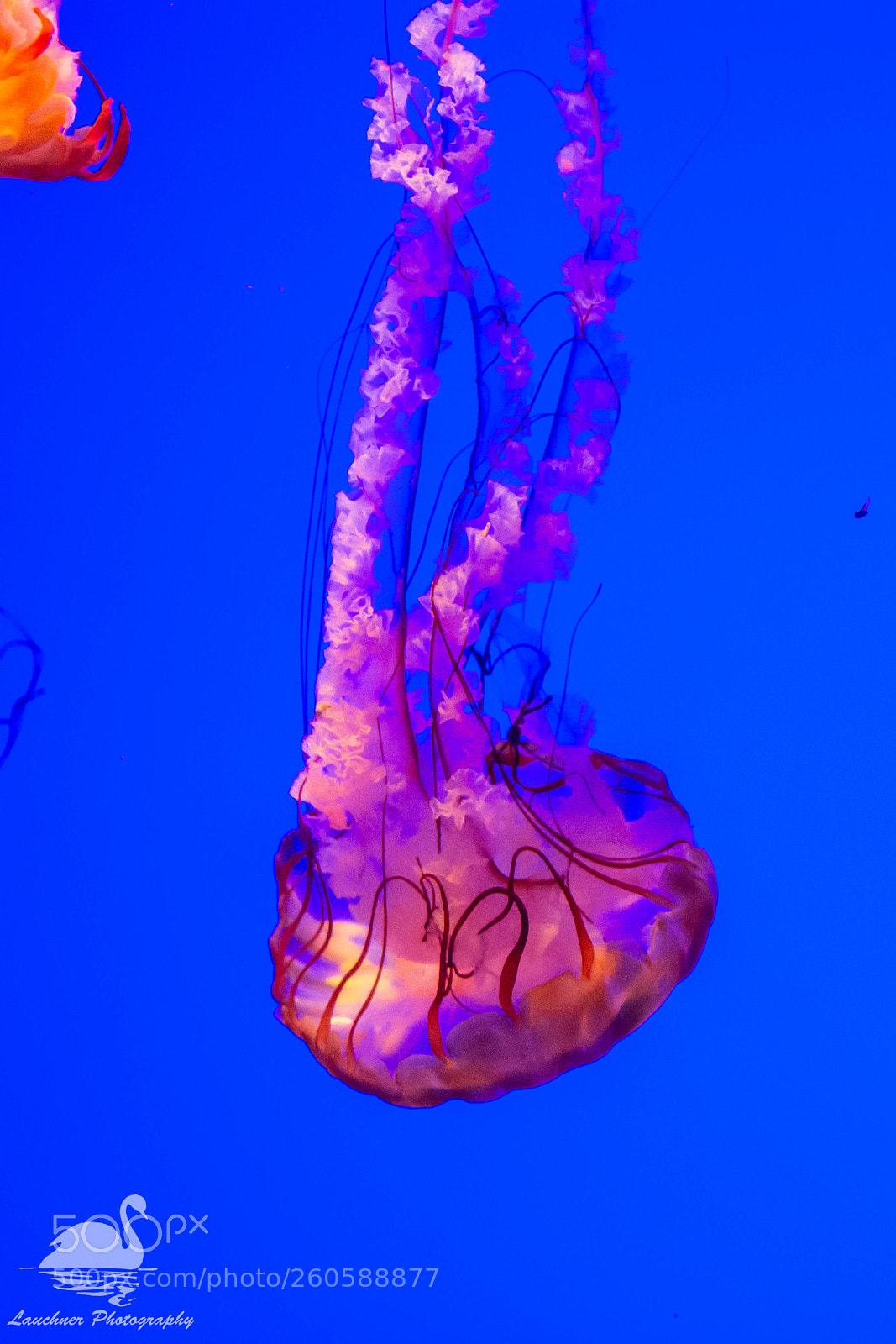 Nikon D5200 sample photo. Jellyfish photography
