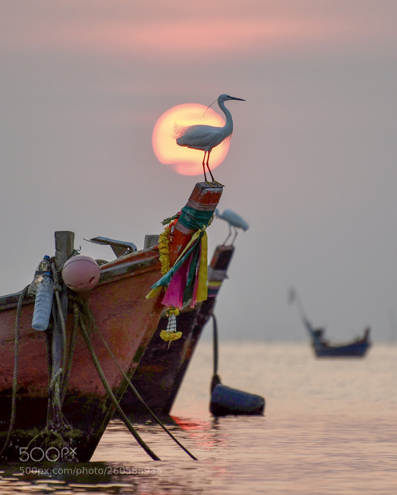 Nikon D750 sample photo. Sunset with bird photography