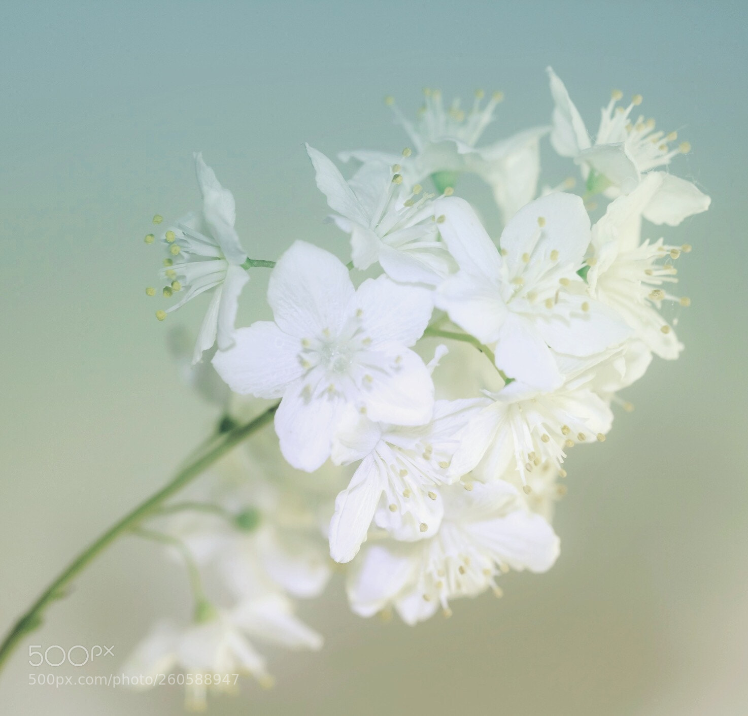 Canon EOS 60D sample photo. Soft balance photography