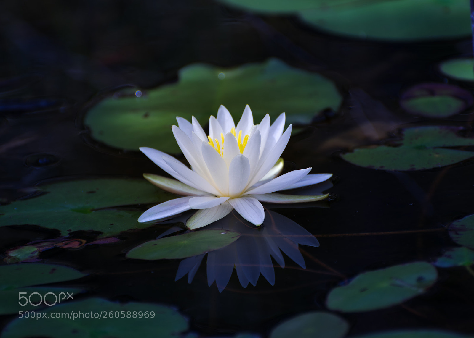 Nikon D3300 sample photo. Water lily photography