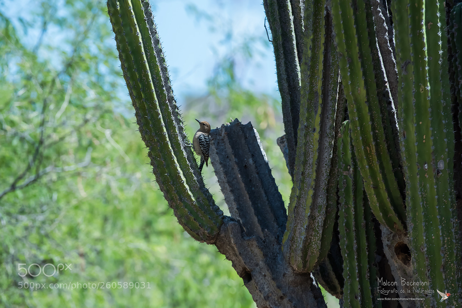 Nikon D810 sample photo. Mbs photography