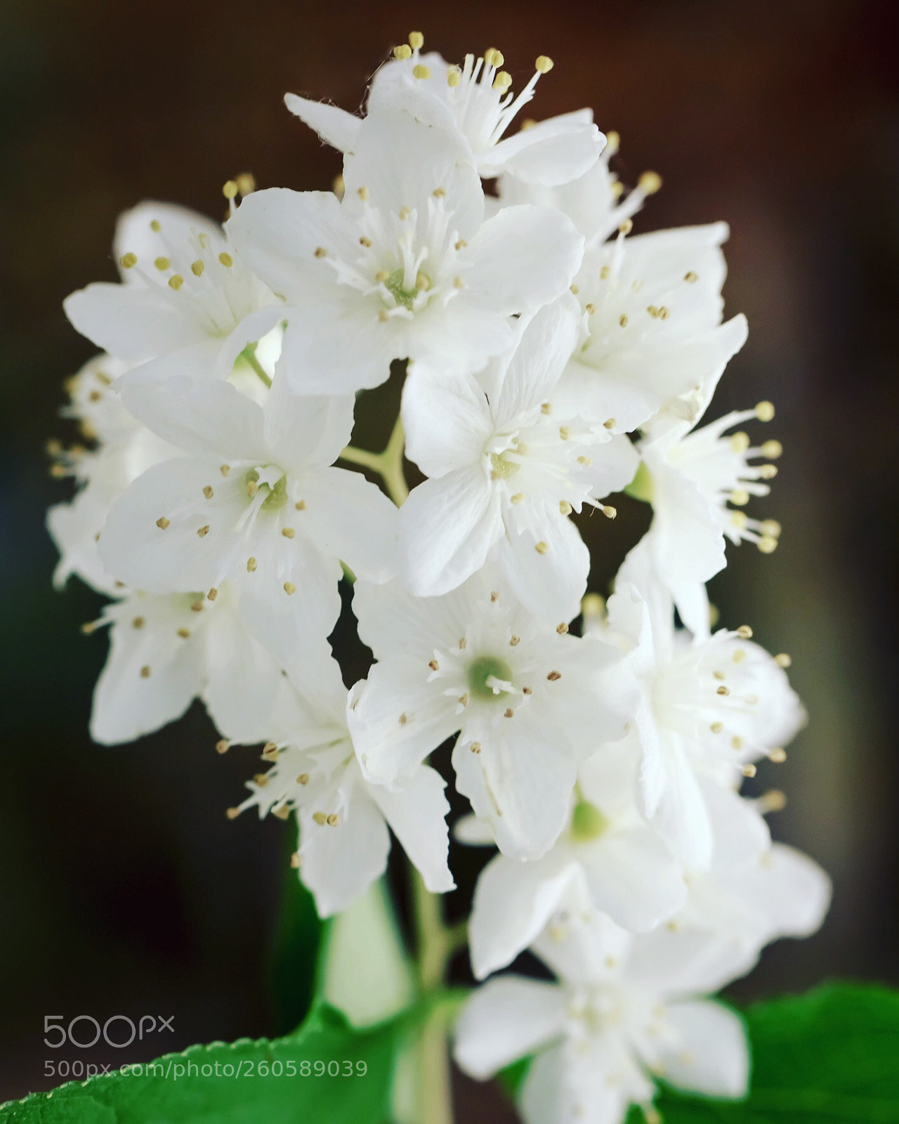 Canon EOS 60D sample photo. Little friends  photography