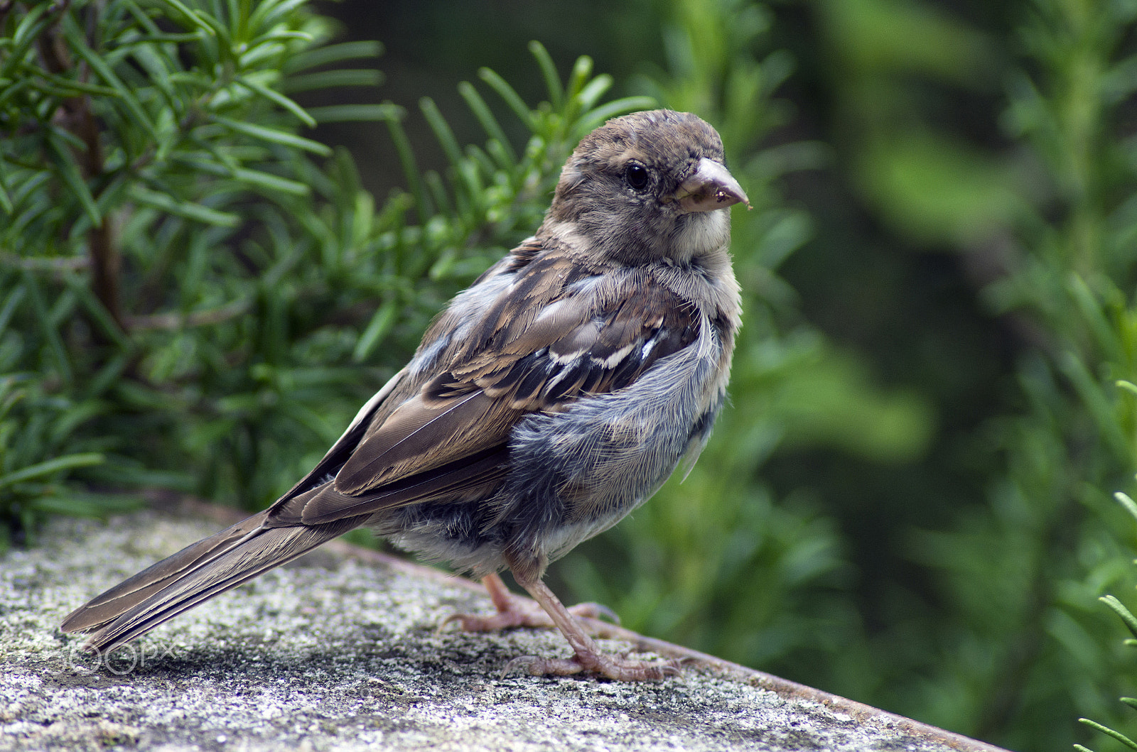 Pentax K-30 sample photo. Sparrow photography