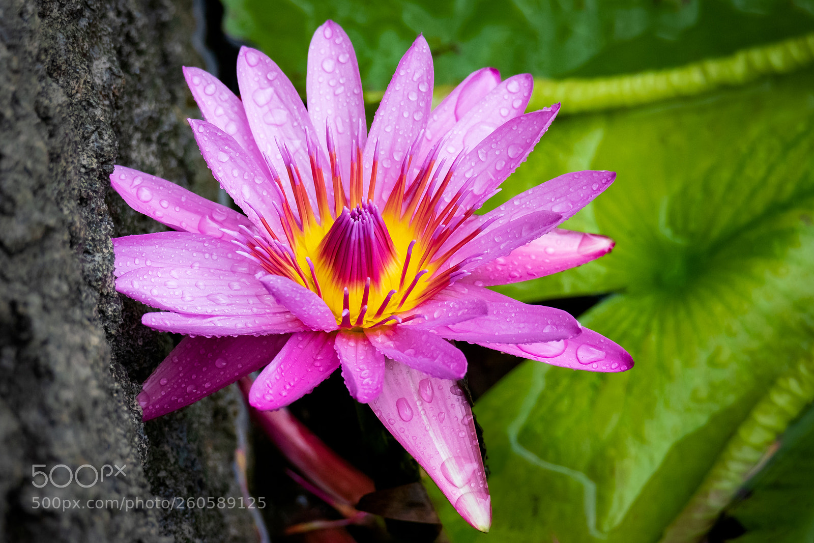 Canon EOS 7D Mark II sample photo. Wet lily photography