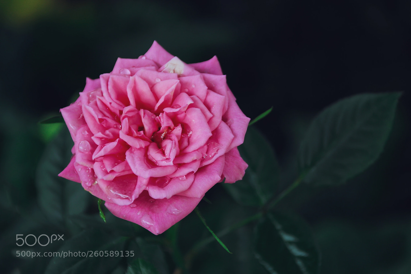 Canon EOS 60D sample photo. Single pink rose photography