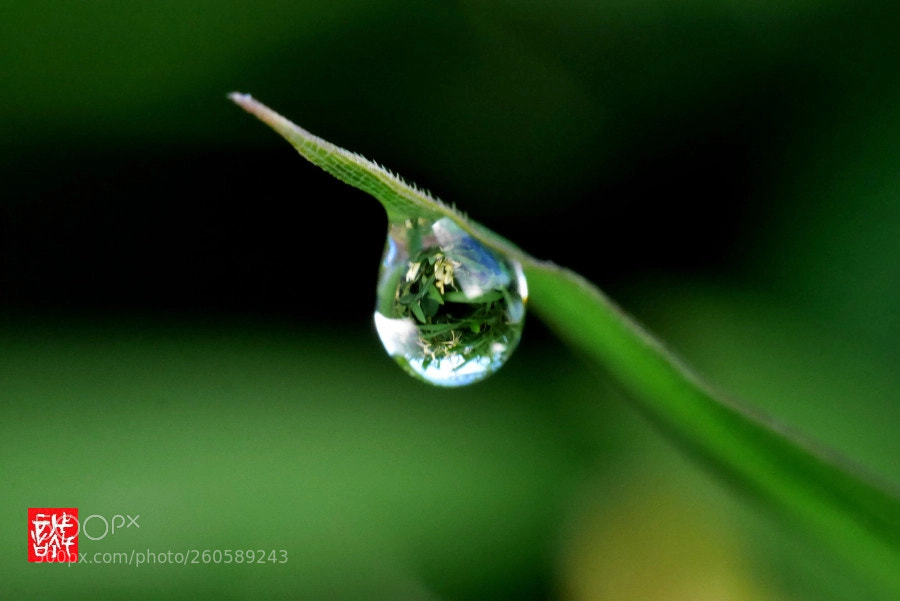 Panasonic Lumix DMC-GX7 sample photo. Morning dew 0602 photography