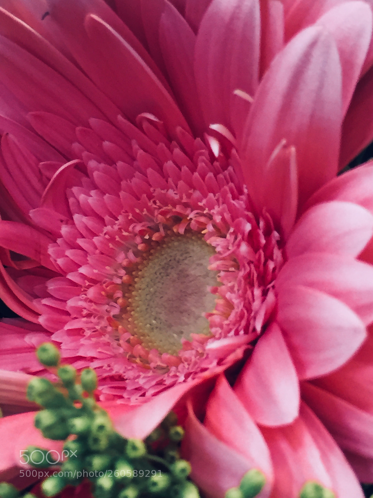 Apple iPhone 6 sample photo. Pink photography