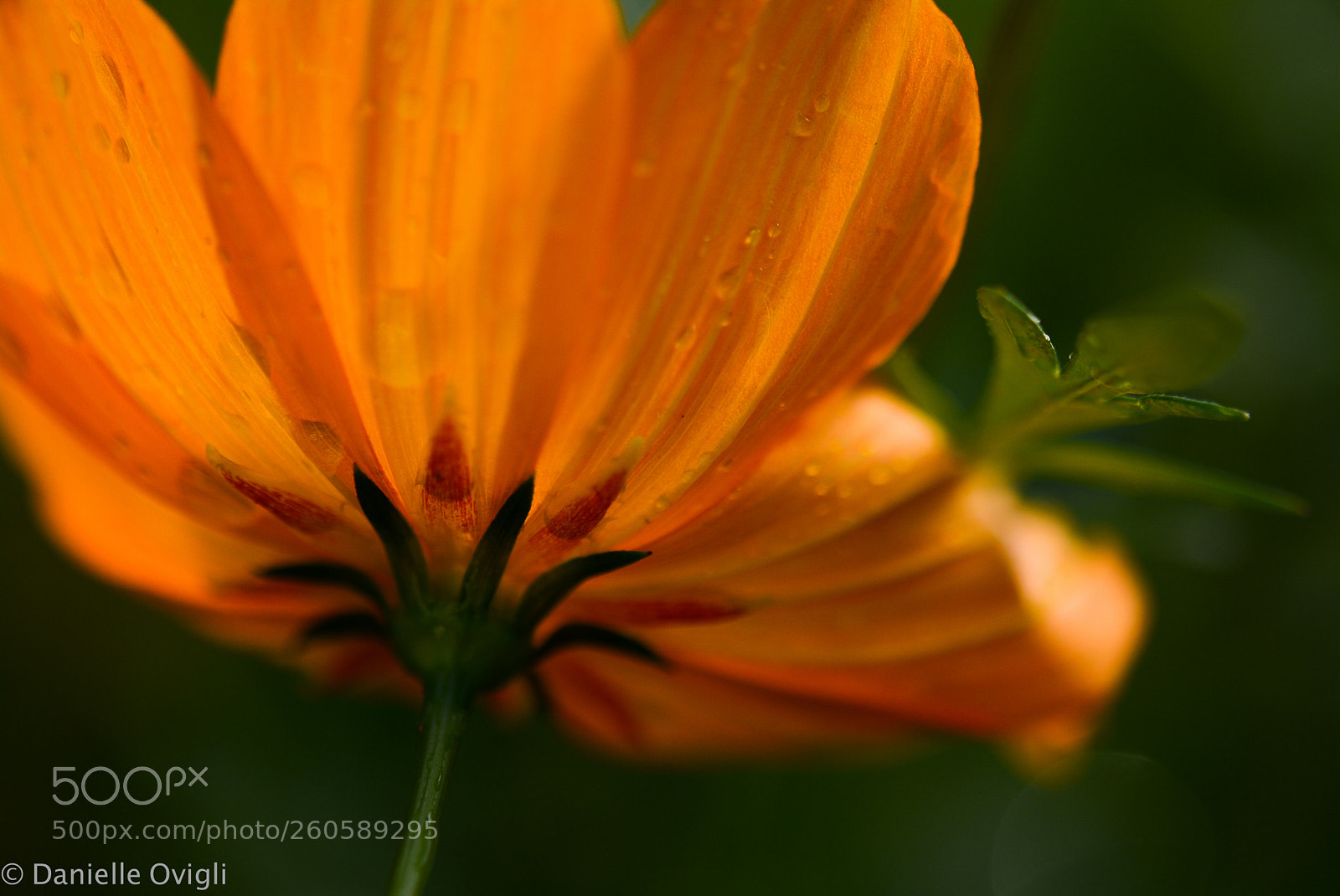 Nikon D5200 sample photo. Orange light photography