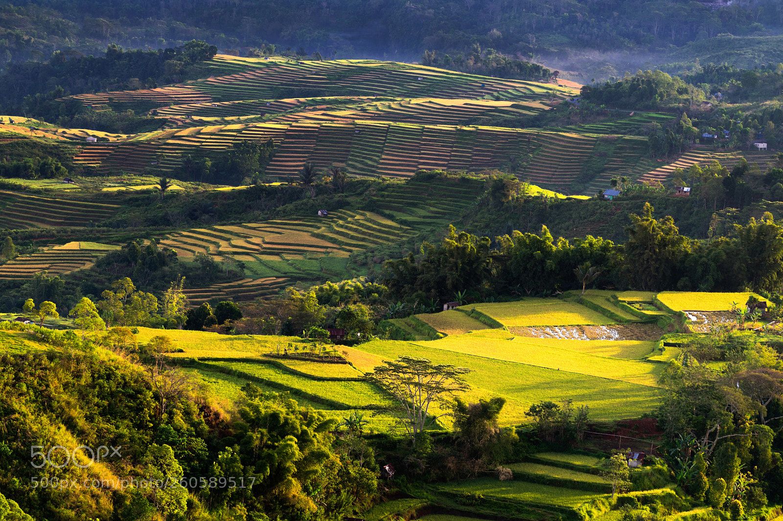 Sony a7 II sample photo. View of rice fields photography