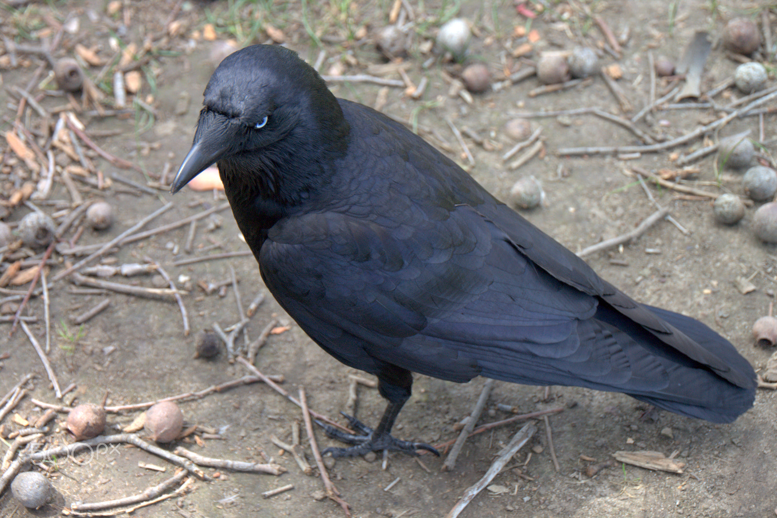 Canon EOS 500D (EOS Rebel T1i / EOS Kiss X3) sample photo. Australian raven photography