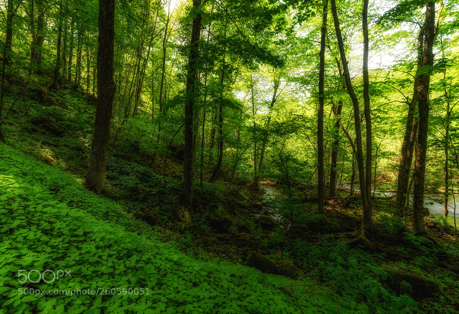 Nikon D750 sample photo. Forbidden forrest photography
