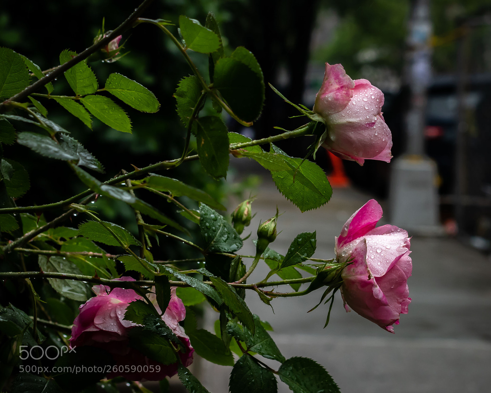 Canon EOS 77D (EOS 9000D / EOS 770D) sample photo. Brooklyn roses photography