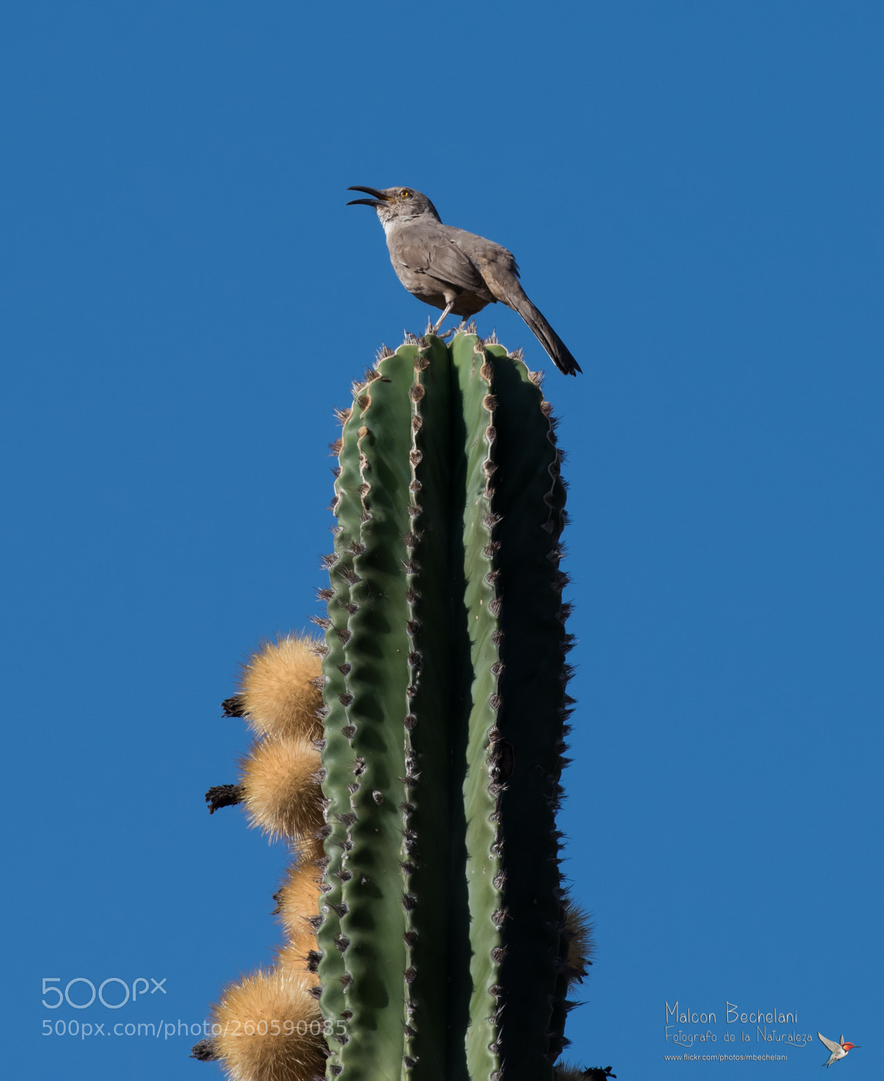 Nikon D810 sample photo. Mbs photography
