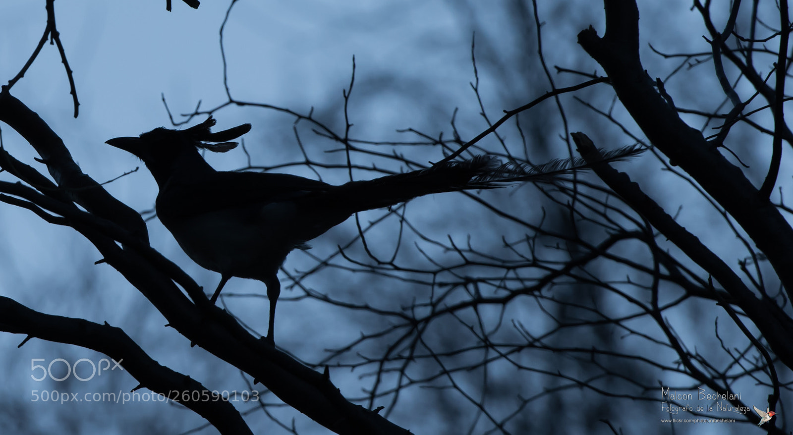 Nikon D810 sample photo. Mbs photography