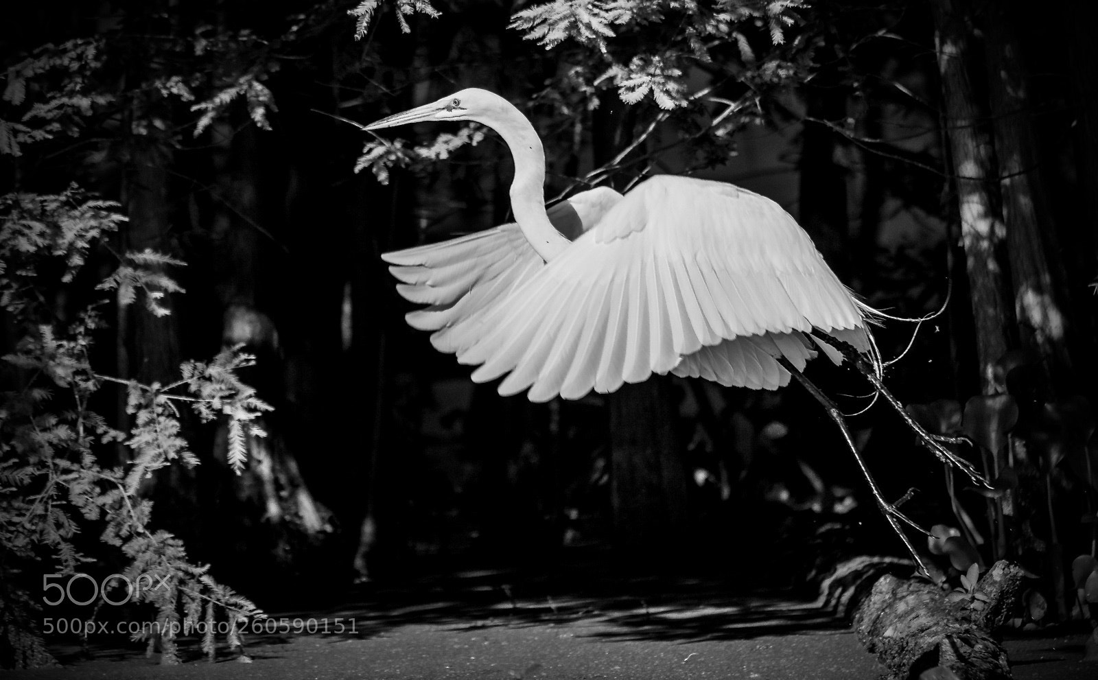 Canon EOS 7D Mark II sample photo. Bw egret photography