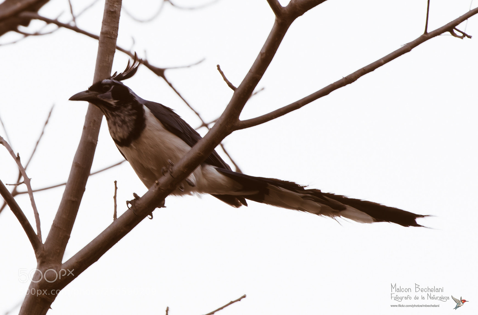 Nikon D810 sample photo. Mbs photography