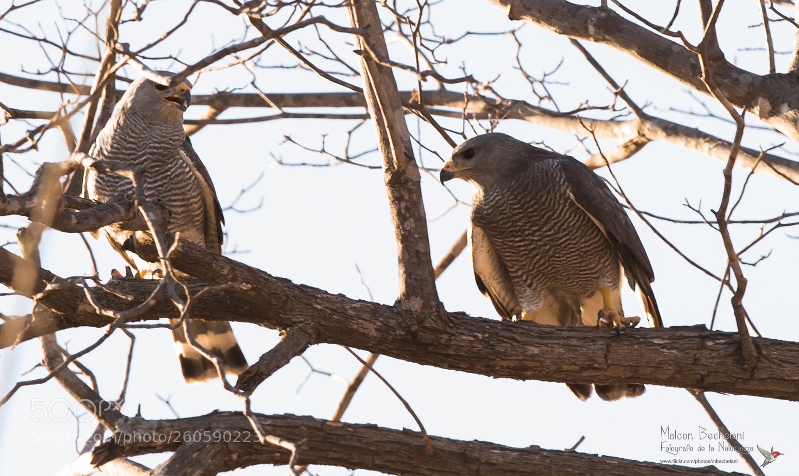 Nikon D810 sample photo. Mbs photography