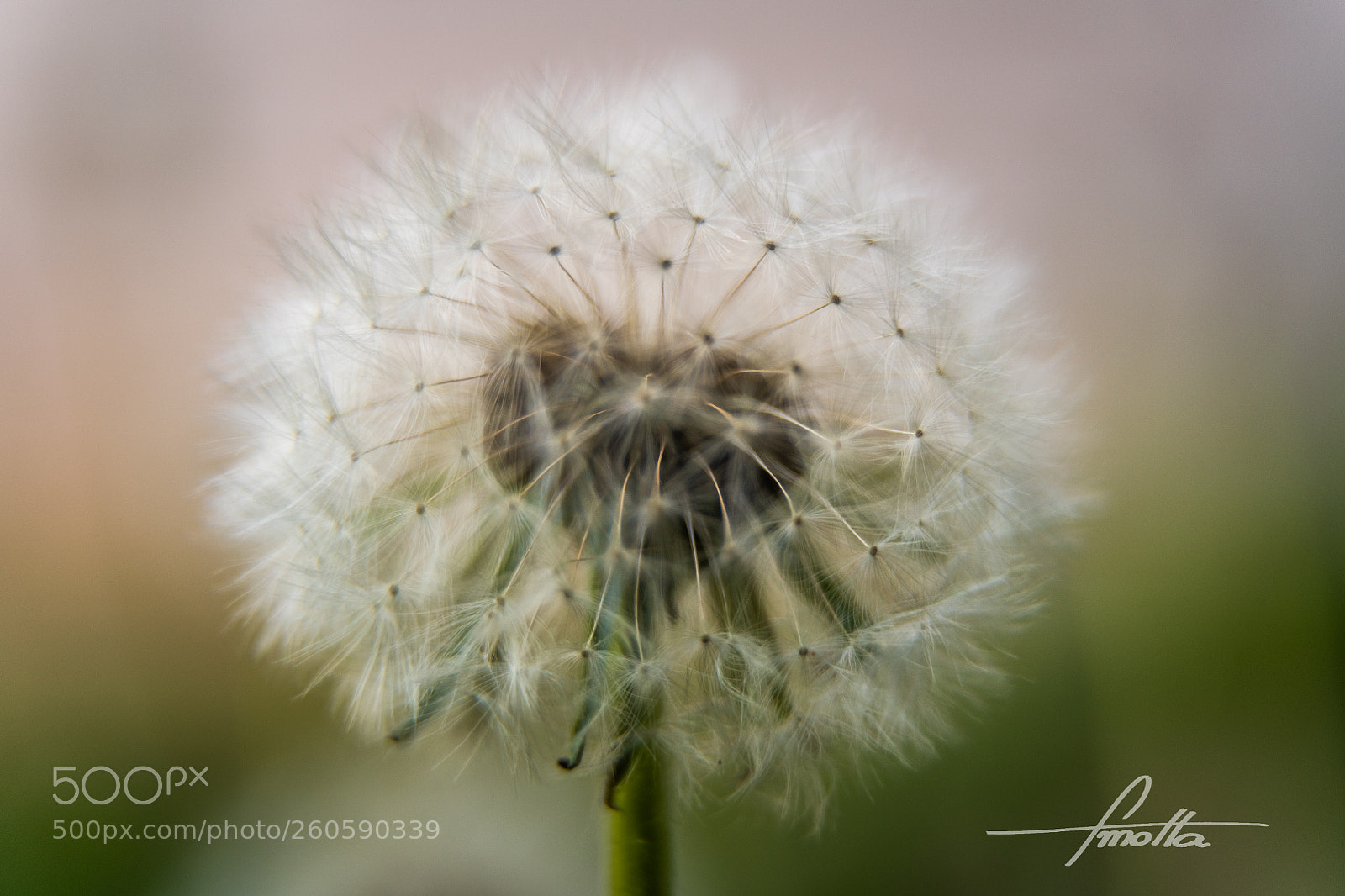 Nikon D850 sample photo. Dandelion photography