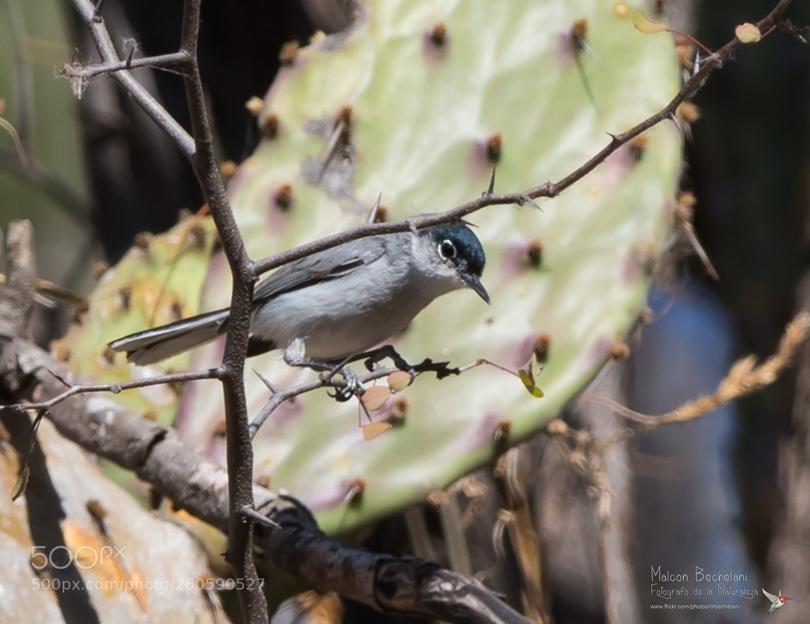 Nikon D810 sample photo. Mbs photography