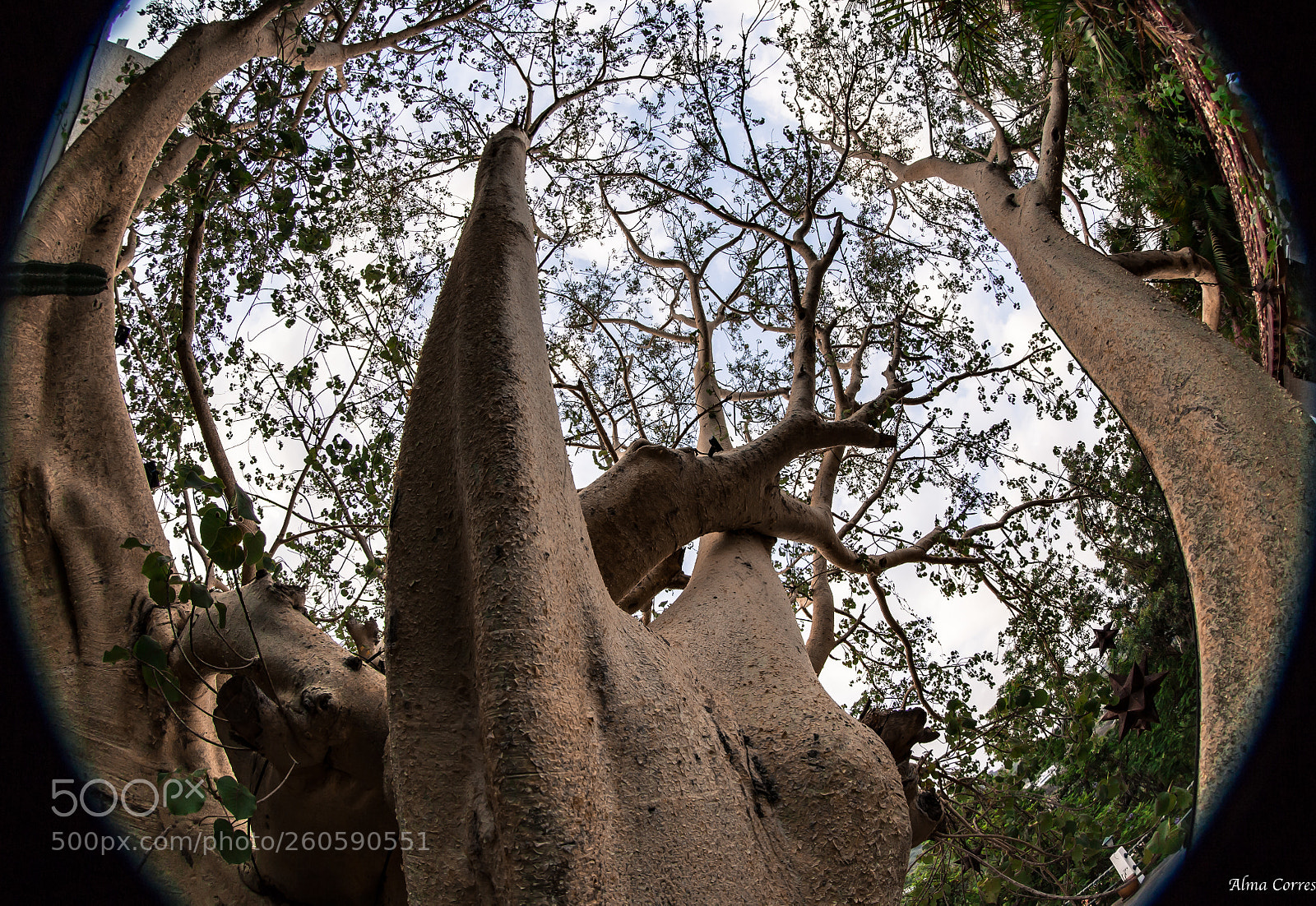Canon EOS 6D sample photo. Look up photography
