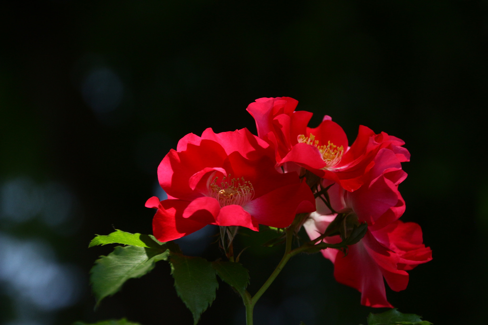 Canon EOS 650D (EOS Rebel T4i / EOS Kiss X6i) sample photo. Img photography