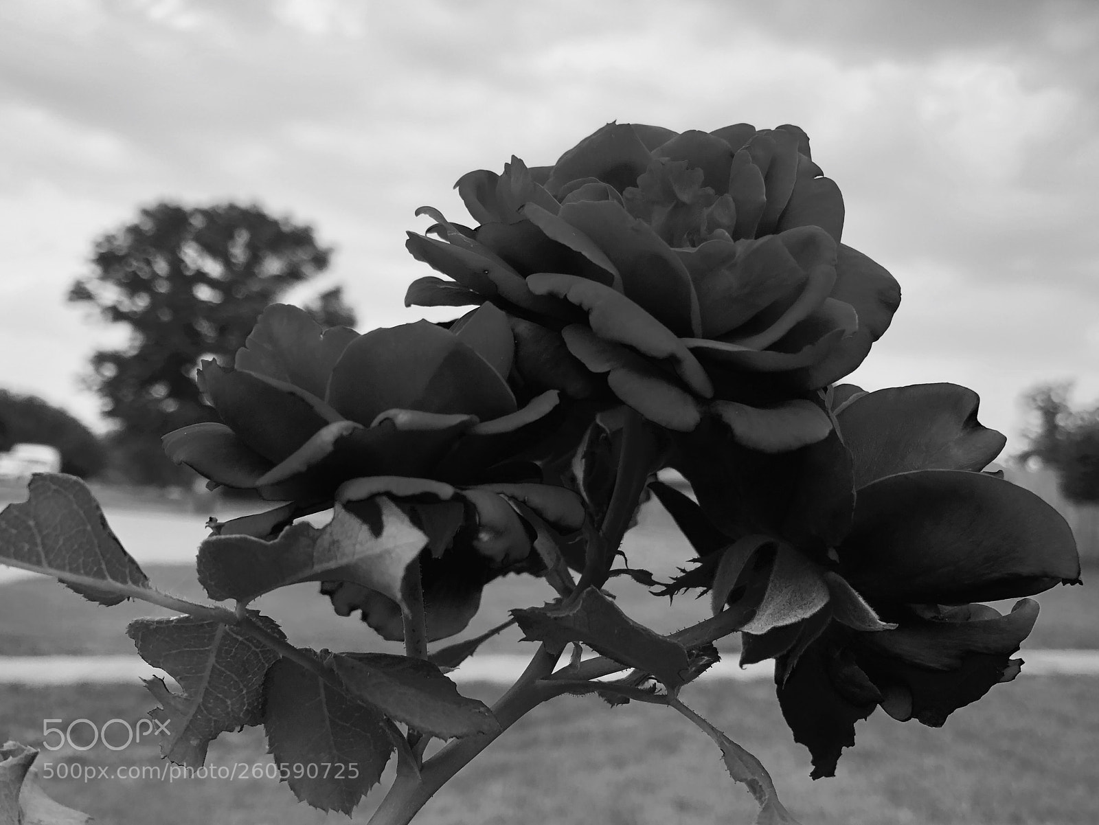 Apple iPhone X sample photo. Mono roses  photography
