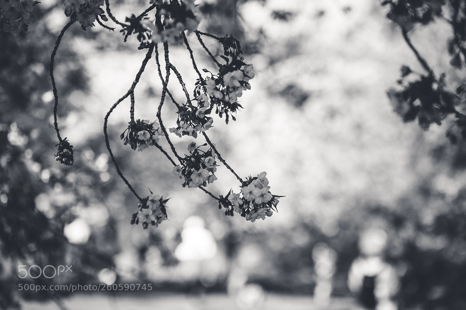 Canon EOS 6D sample photo. Moody black and white photography